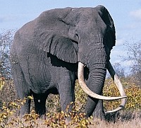 Elefant